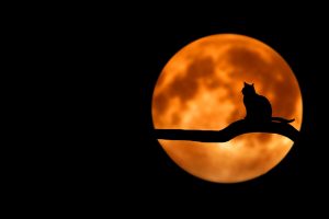 chat noir assis sur une branche avec lune orange en arrière plan sur fond noir