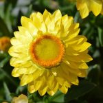 grosse-fleur-jaune-d'helichryse
