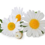 camomille-fleurs-au-cœur-jaune-et -petales-blanches
