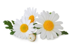 camomille-fleurs-au-cœur-jaune-et -petales-blanches