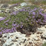 plants-de-thym-sauvages-aux-fleurs-violettes-dans-la-garrigue-rocheuse