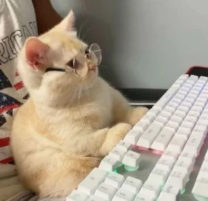 chat-blanc-avec-lunettes-rondes-assis-devant-clavier-d-ordinateur-blanc